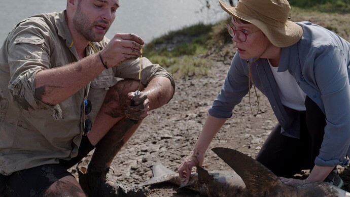 Dr Nico Lubitz, JCU and Dr Ann Jones sampling a year old bull shark pup on the banks of the Haughton River, Qld copy