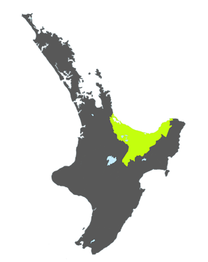 4. Tauranga