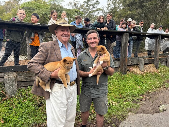 Dr Harry with dingo pups