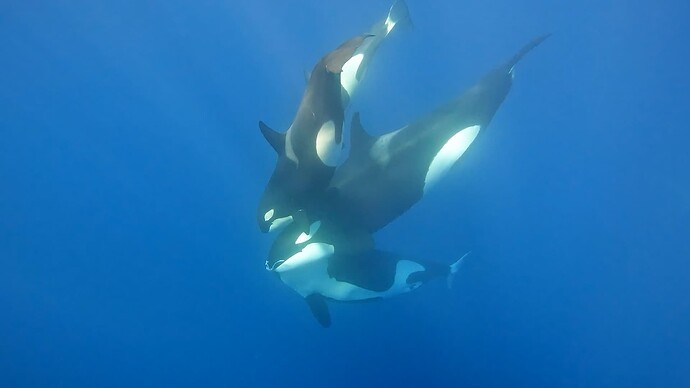 Killer Whale Australias Megapod_Orca_sharing kill copy