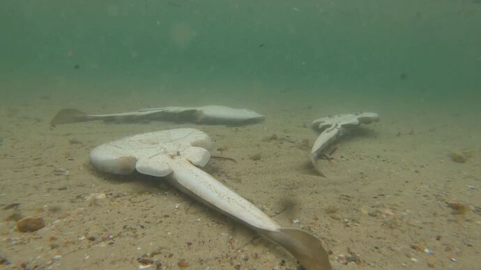 vlc-record-2025-08-10-07h57m50s-udp___127.0.0.1_5000-.ts_017987066