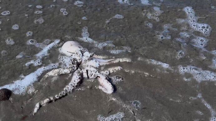 vlc-record-2025-08-10-07h57m50s-udp___127.0.0.1_5000-.ts_017999417