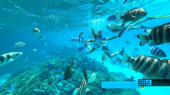 12-02_16-25-05_Channel 9 Sydney_Channel 9 Sydney.ts_000735167