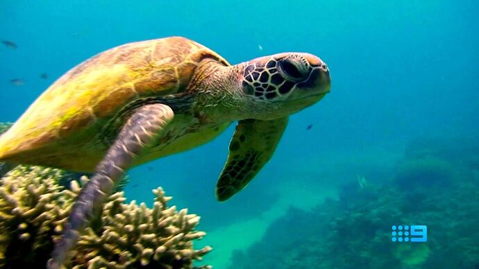 12-02_16-25-05_Channel 9 Sydney_Channel 9 Sydney.ts_000742939