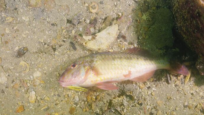 vlc-record-2025-08-10-07h57m50s-udp___127.0.0.1_5000-.ts_017989659