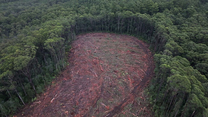 FOUR CORNERS - Timber Turmoil