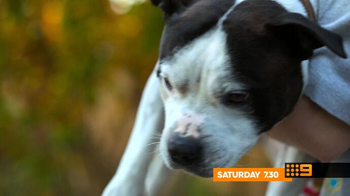 Elf_(2003)_20251219_2100.ts_000547785